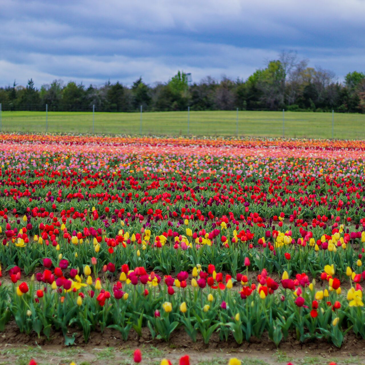 A visit to a Virginia Tulip Farm